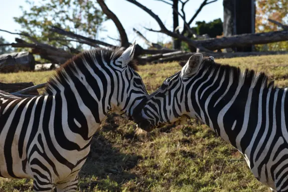 Casino Rockn Rolla Suporte